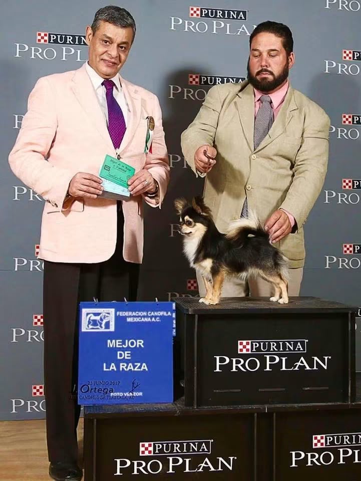 Exposición Canina 4