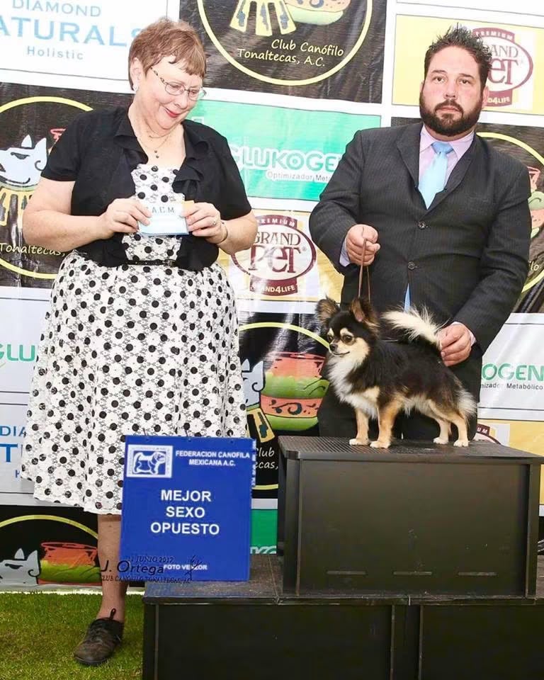 Exposición Canina 1