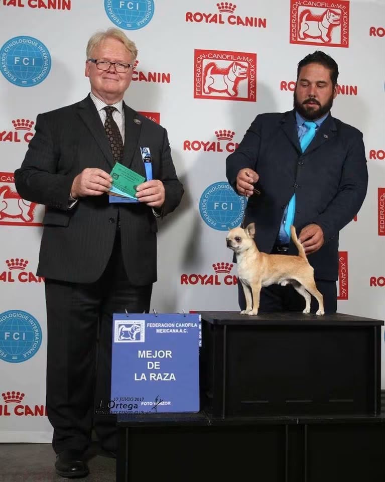 Exposición Canina 2