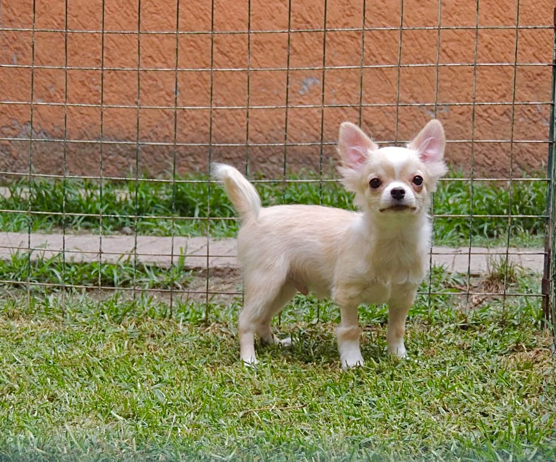 Foto Cachorro 2