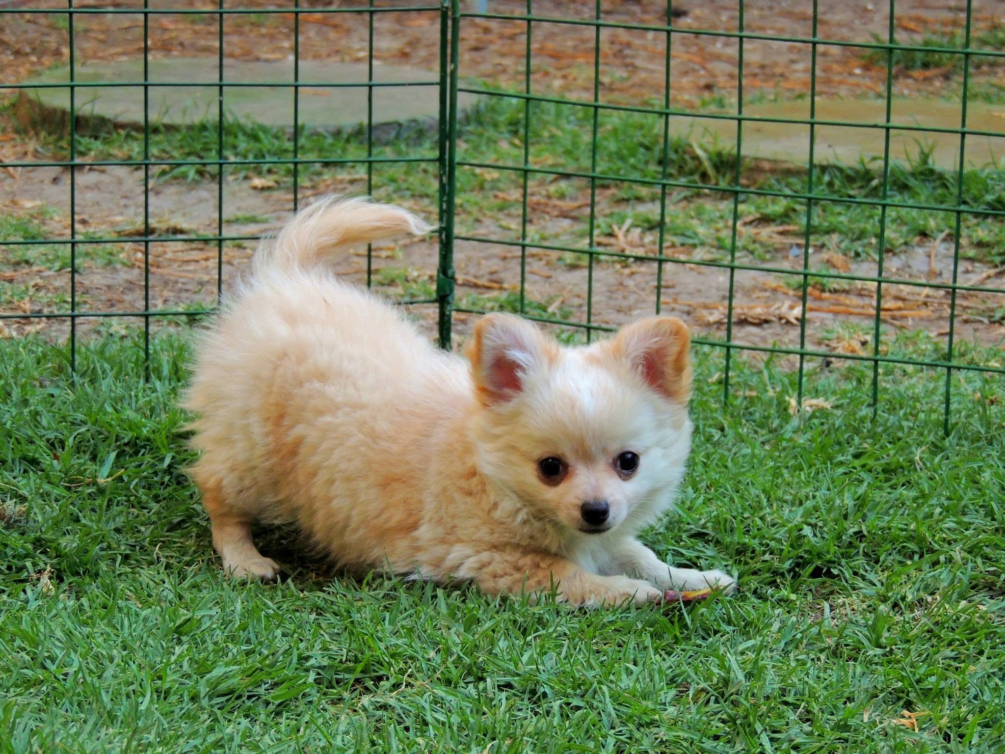 Foto Cachorro 1