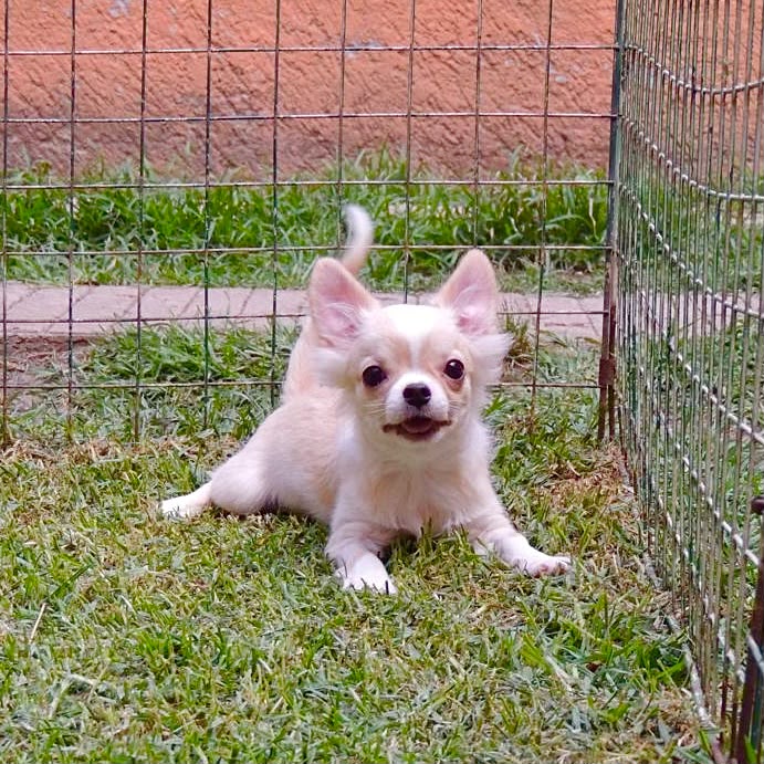 Foto Cachorro 1