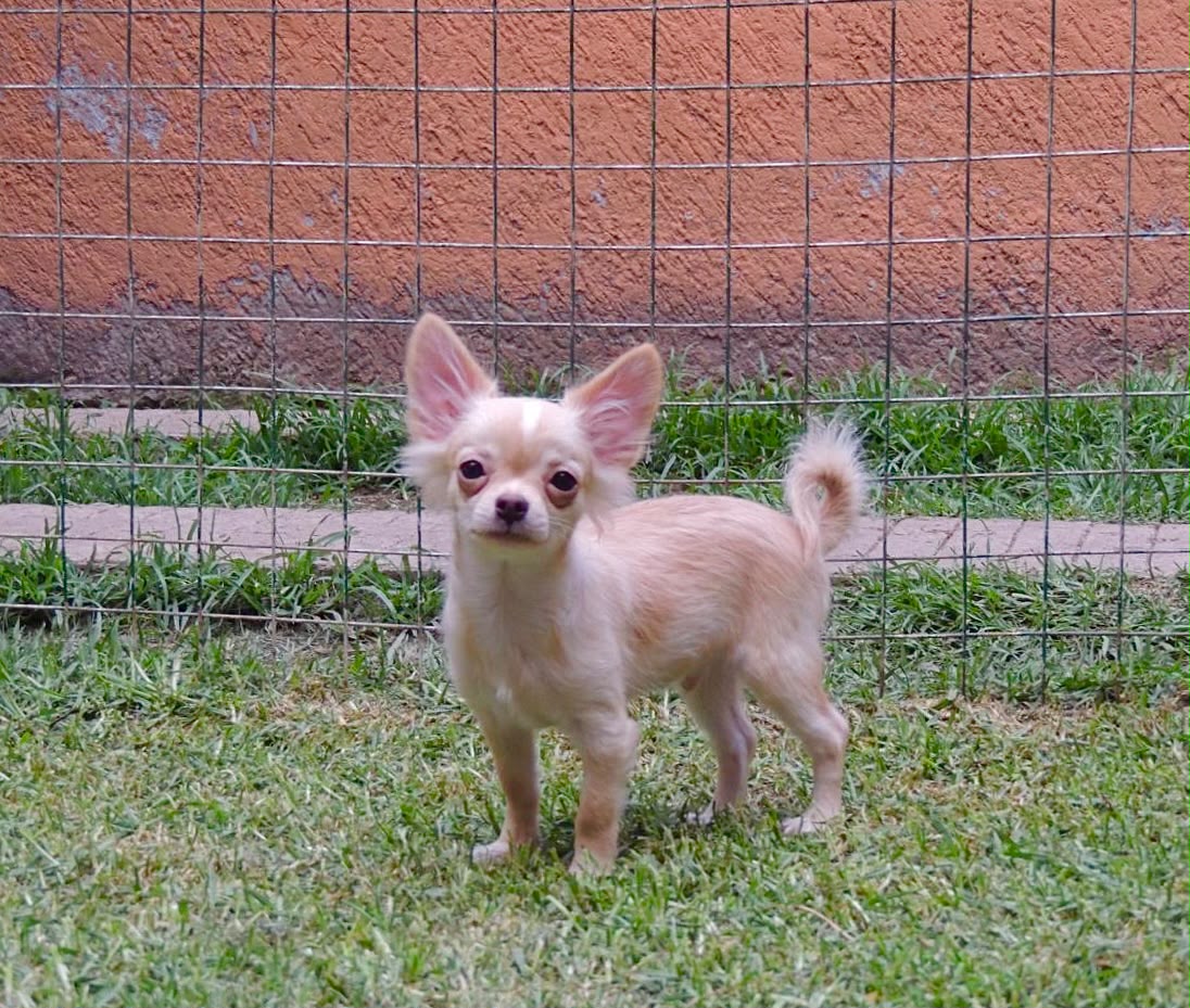 Foto Cachorro 2