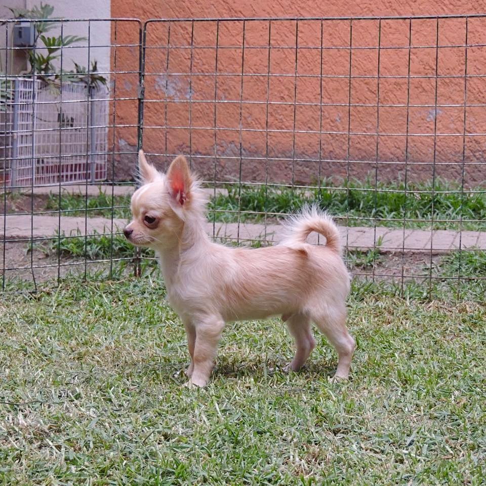 Foto Cachorro 2