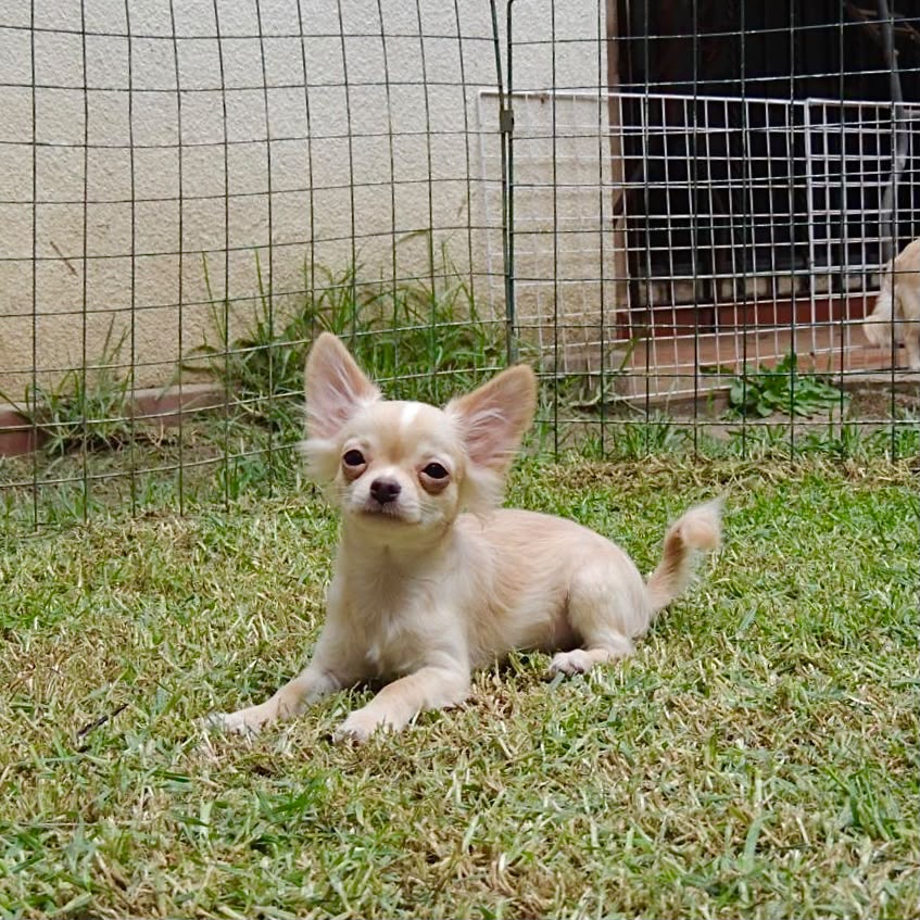 Foto Cachorro 2