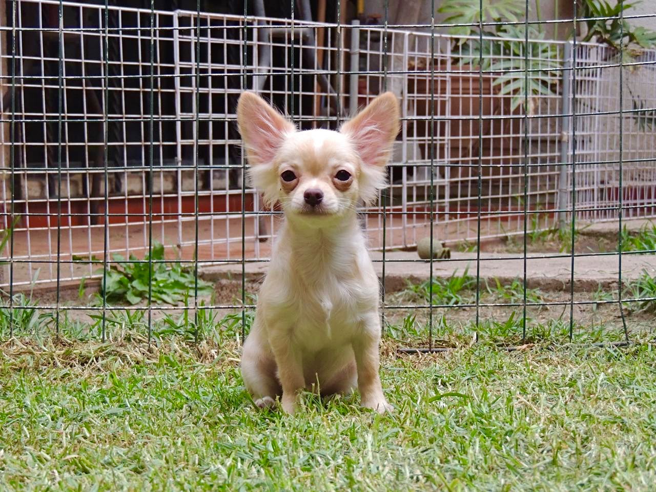 Chihuahueño 7