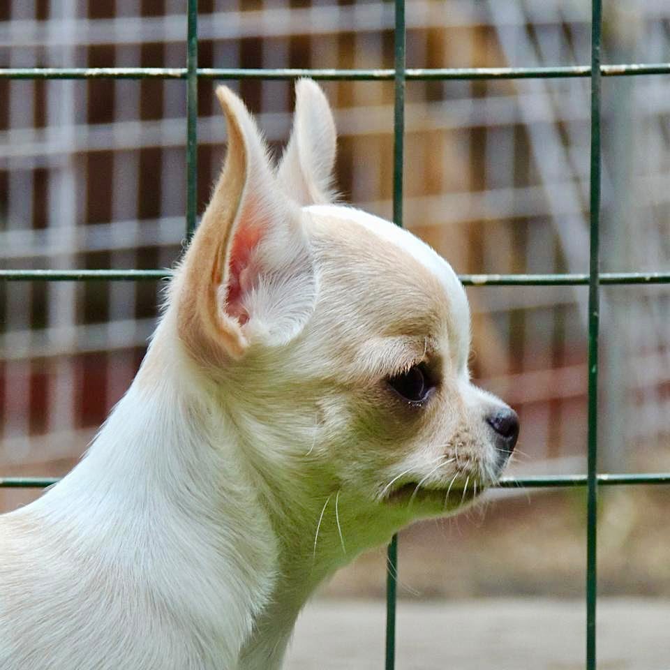 Foto Cachorro 3