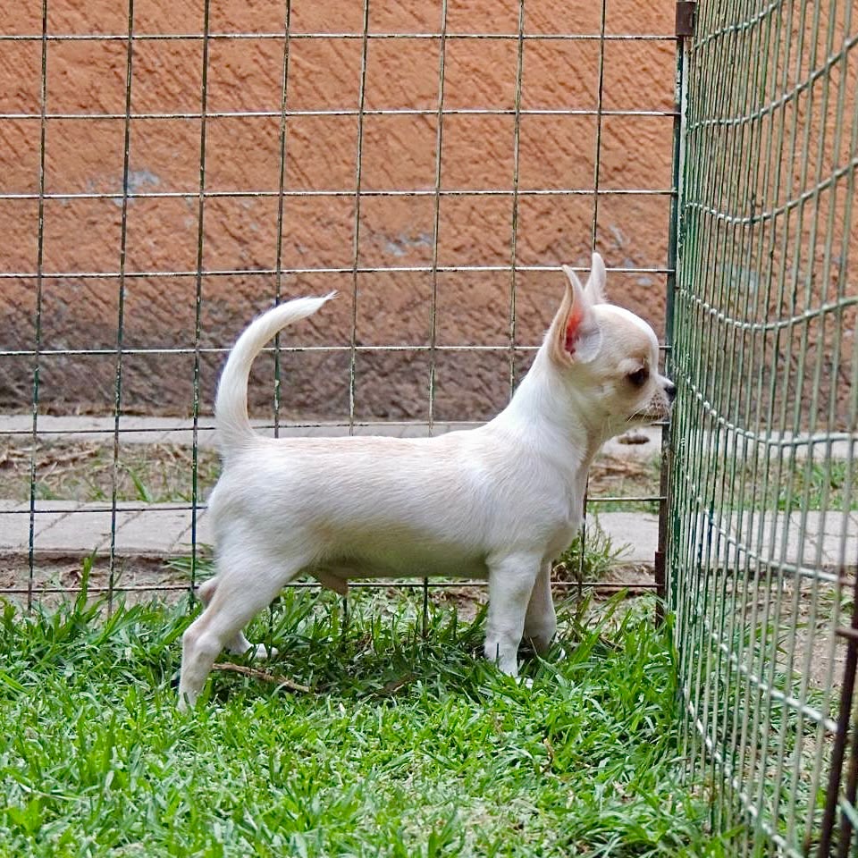 Foto Cachorro 3