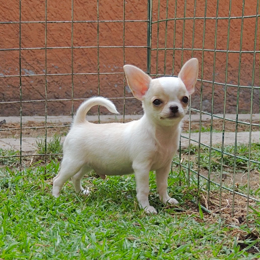 Chihuahueño 2