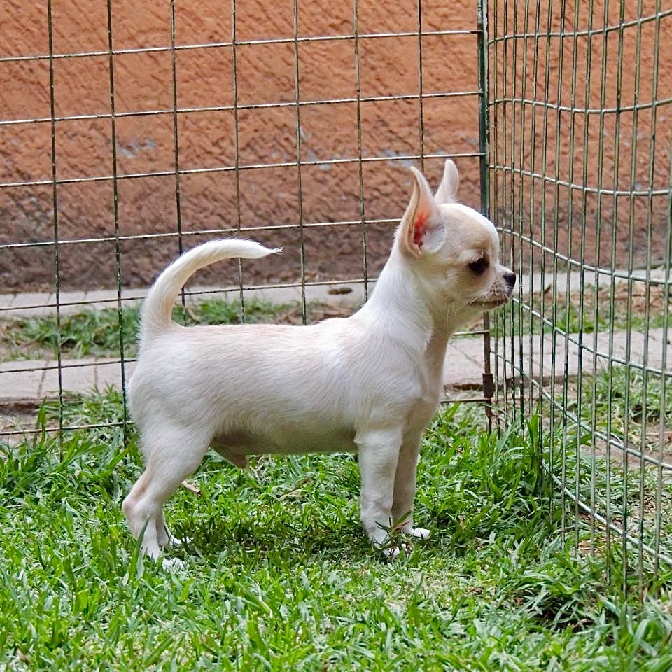 Foto Cachorro 3