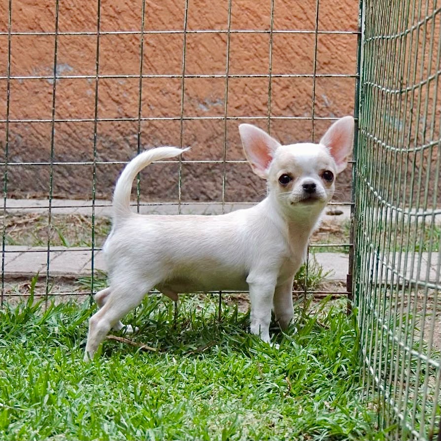 Foto Cachorro 1
