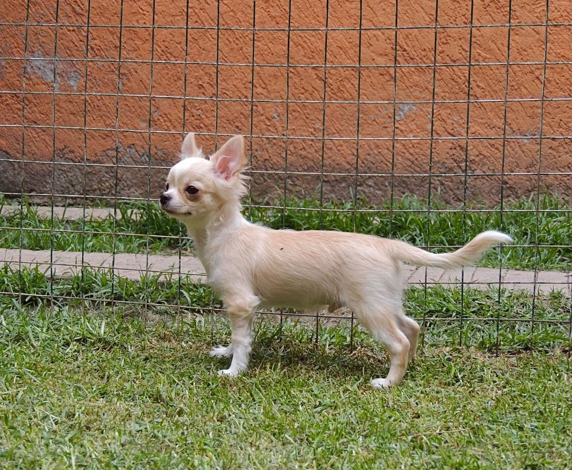 La crianza del chihuahueño