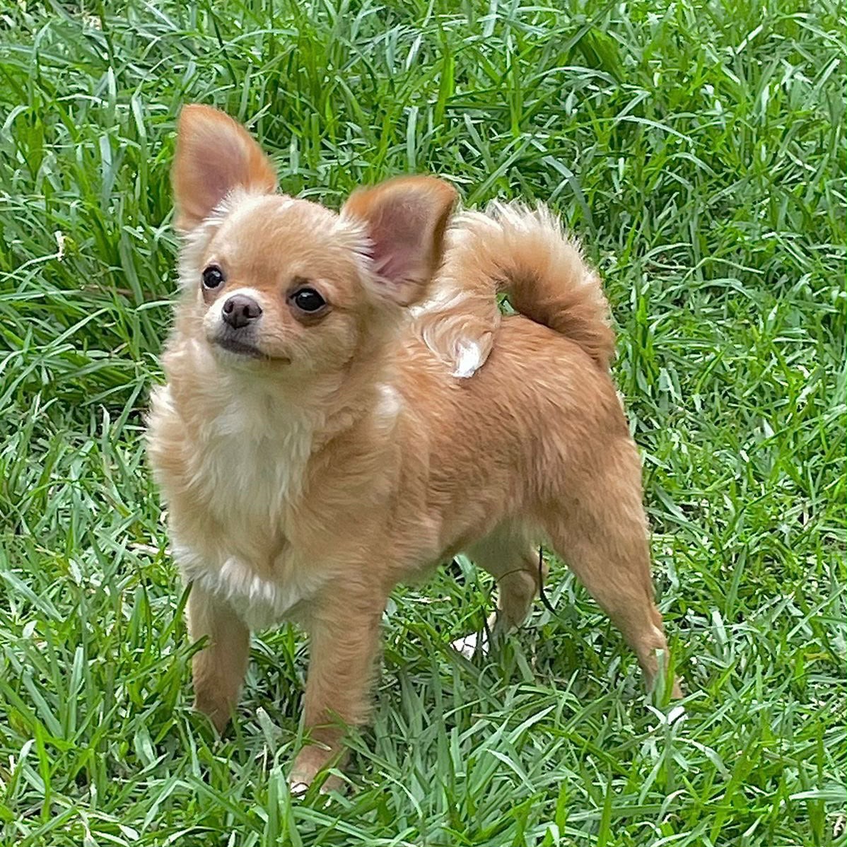 Chihuahueño 9