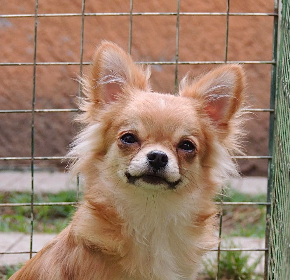 Chihuahueños De Moreno