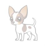 01 chihuahua