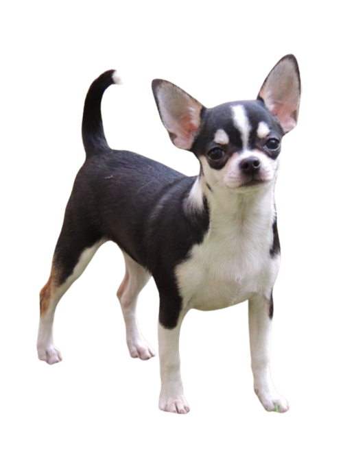 chihuahua 02