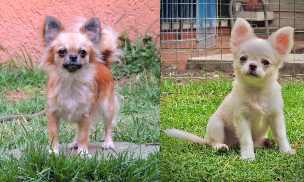 Cropped Chihuahuas De MORENO 1024x614