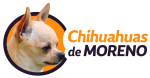 cropped cropped logo chihuahuas trans 2.png