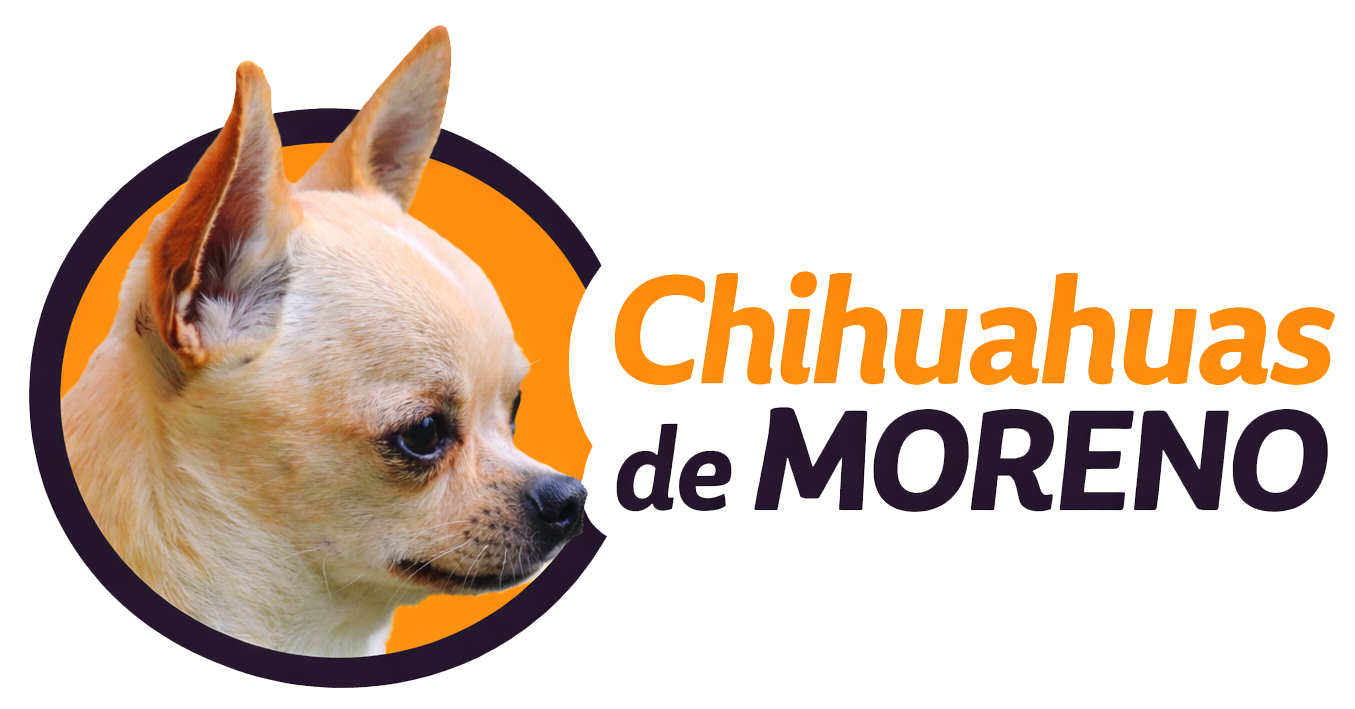 chihuahuas de moreno