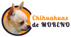cropped logo chihuahuas 01.png